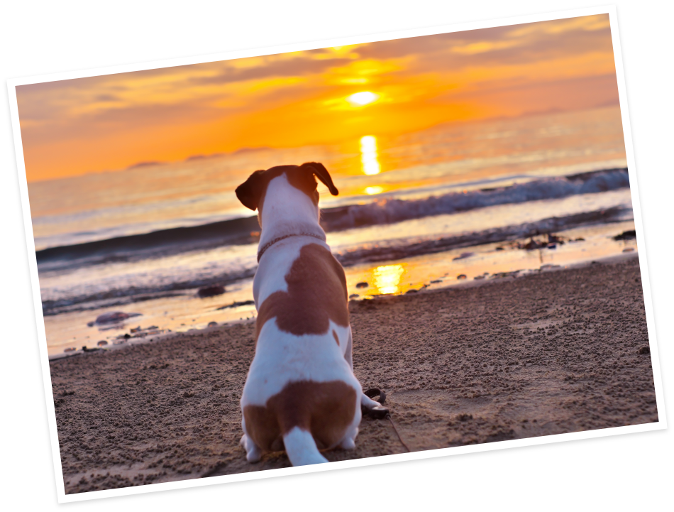海から夕日を眺めるわんちゃん