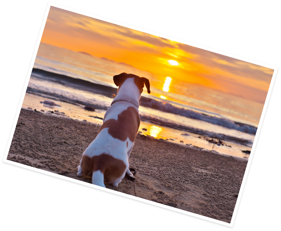 海から夕日を眺めるわんちゃん